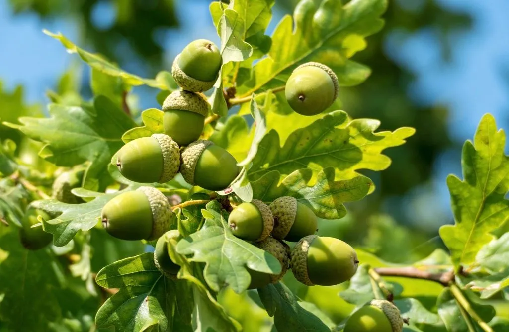 Green acorns in their cups, clustered on an oak twig against sunlit leaves.