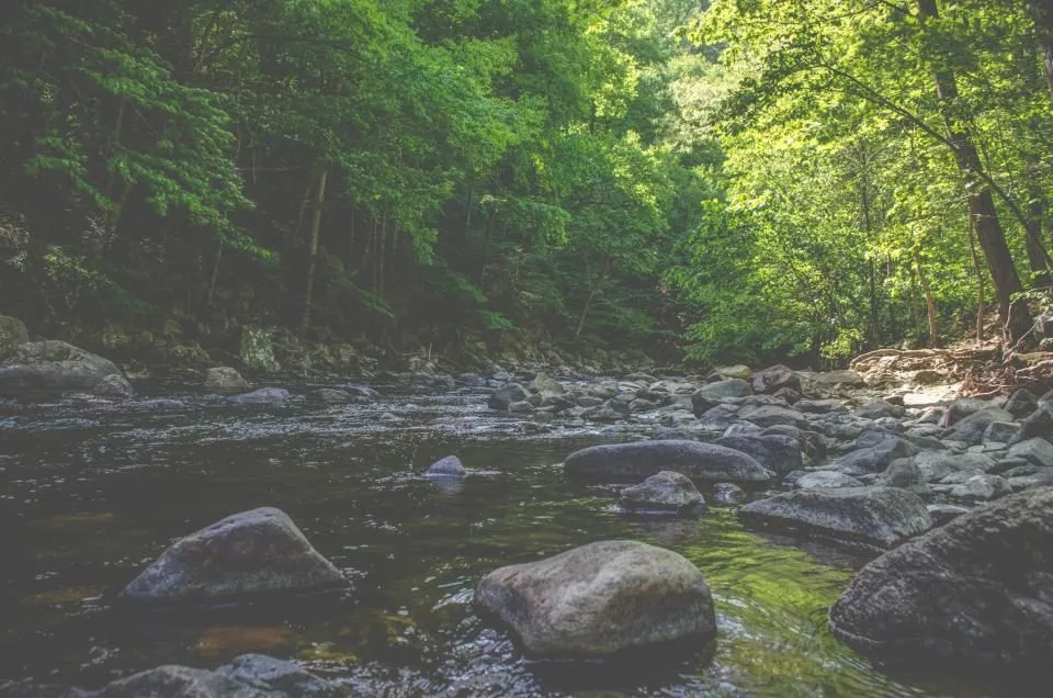 A shallow beck running clear over rounded, moss-edged stones between wooded banks.
