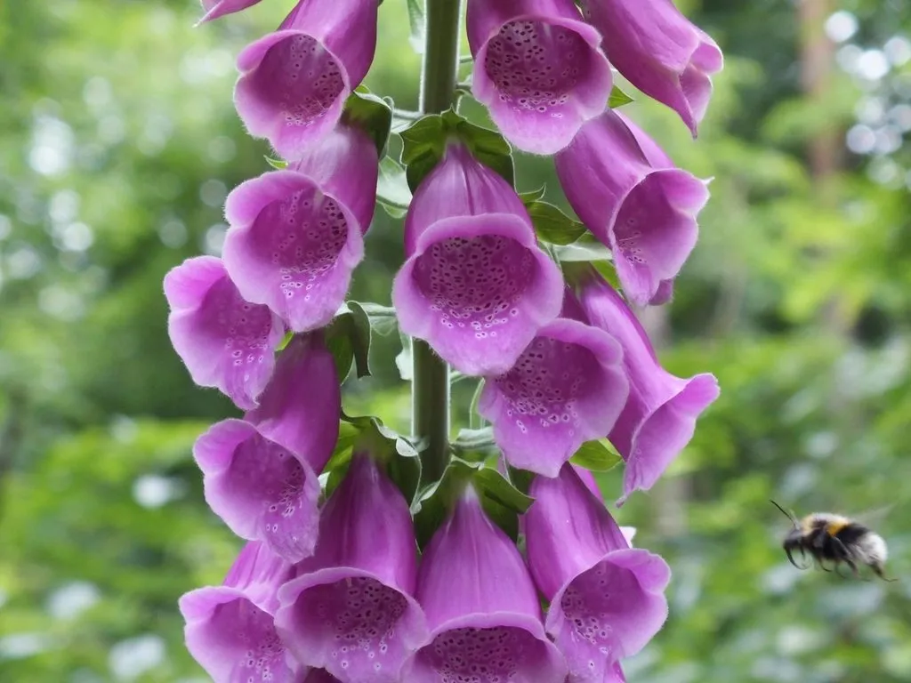 A tall spike of purple foxglove flowers, each bell freckled inside.