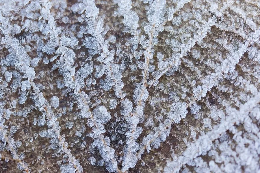 Hoar frost furring every vein and edge of a fallen leaf.