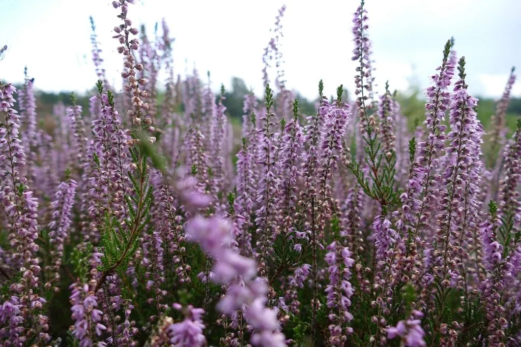 Spikes of purple heather in full flower, packed close together on open moorland.