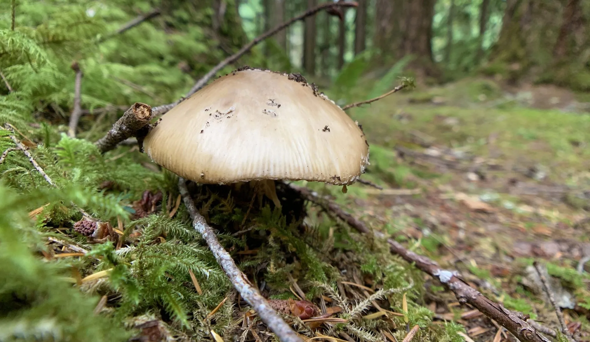 A single pale mushroom pushing up through deep green moss and pine needles on a woodland floor.
