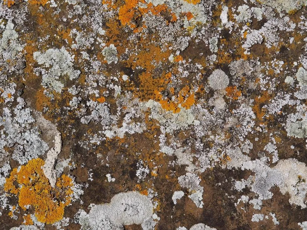 Crusted lichen covering a stone in overlapping patches of rust orange, grey and white.