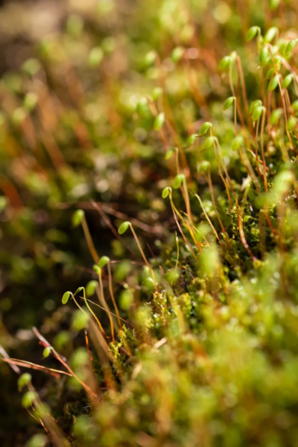 Moss in close-up, its thin stalks holding pale seed capsules above the green.