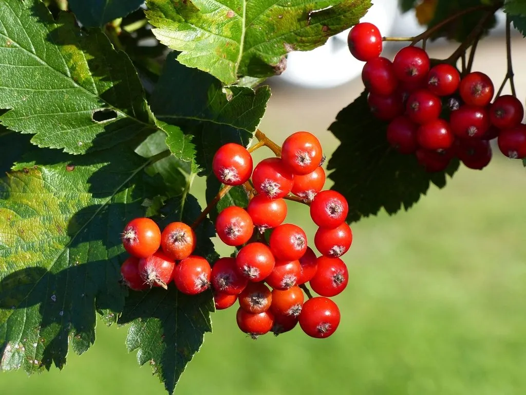 A heavy cluster of scarlet rowan berries hanging among dark green leaves.