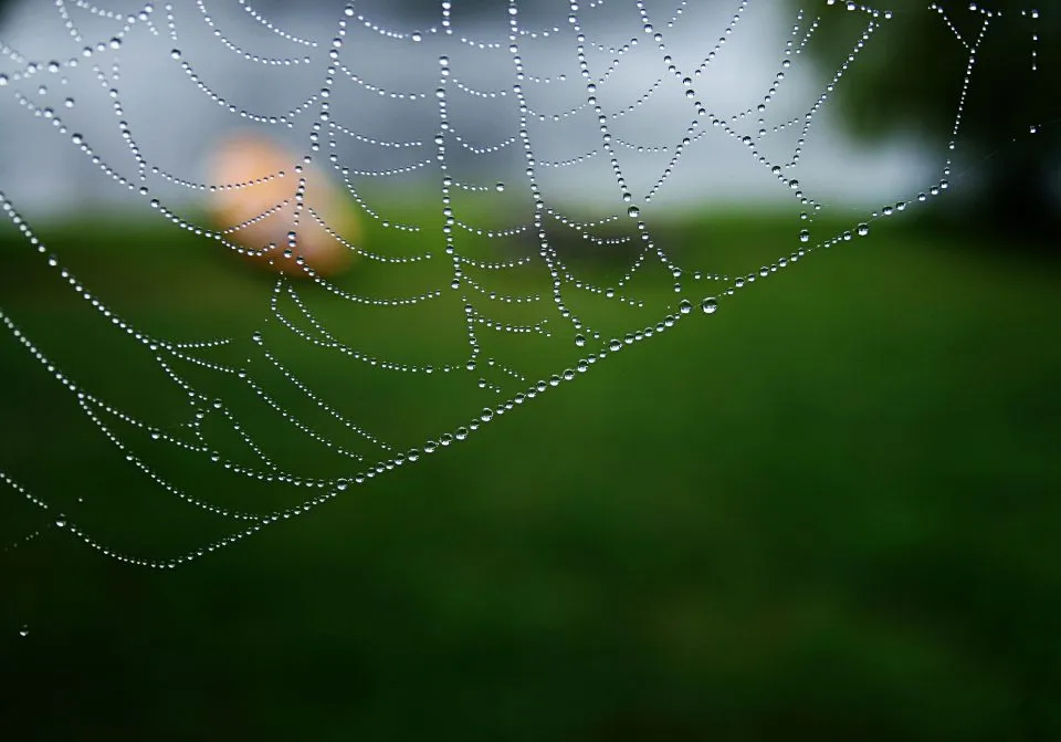An orb web strung between stems, every thread beaded with dew.